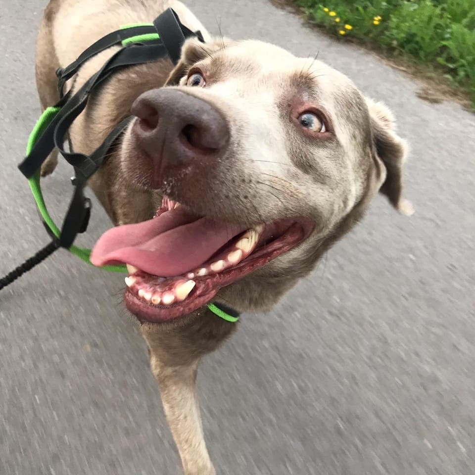 Buddy läuft und freut sich